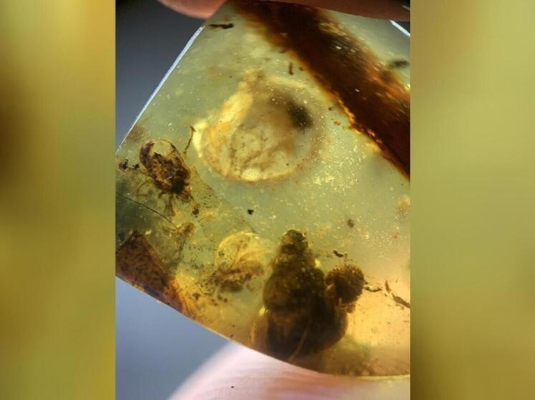 Находка в южноамериканском карьере раскрыла секреты древней экосистемы