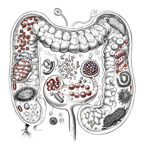 Поддержание здоровья микрофлоры