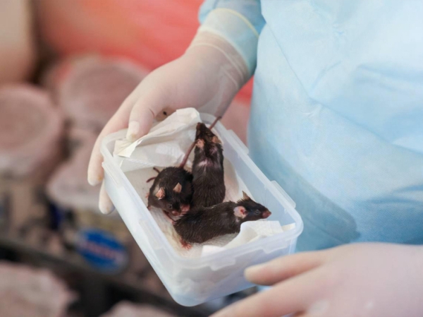 Космомыши помогут выяснить, как пребывание в космосе влияет на млекопитающих