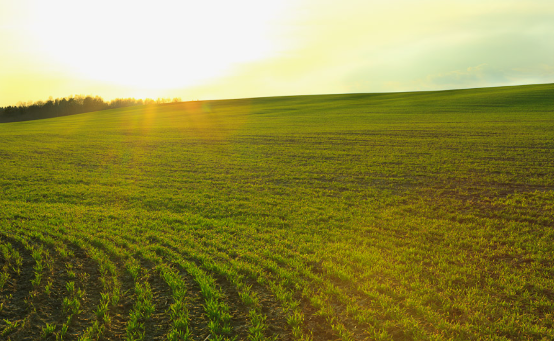 Водорастворимые удобрения - свойства и использование