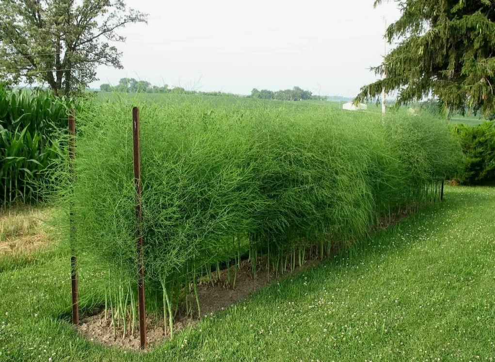 Удобрения по листу как эффективный способ повышения урожайности